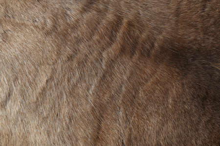 Reindeer fur, close up backgroundの写真素材
