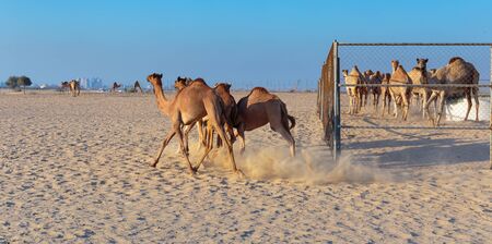 Camels on a farm in the desert of Dubaiのeditorial素材