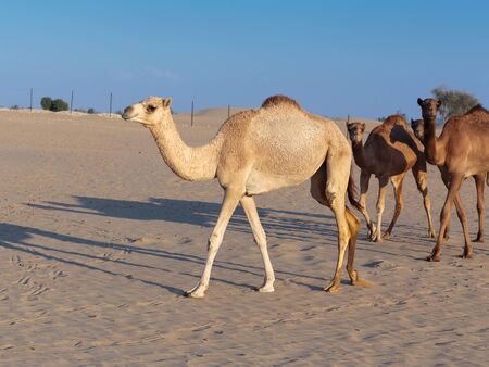 Camels on a farm in the desert of Dubaiの写真素材