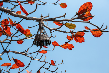 Street lamp on tree branch