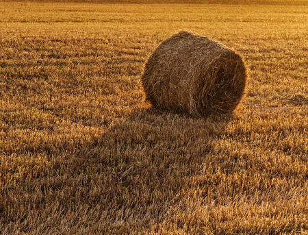 Agricultural field with straw bales after harvest.