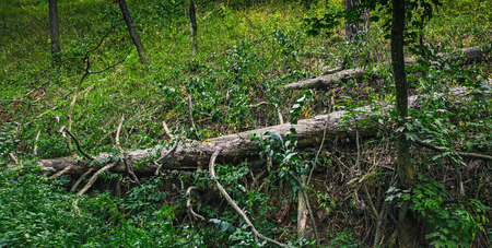 Felled trees in a summer forest