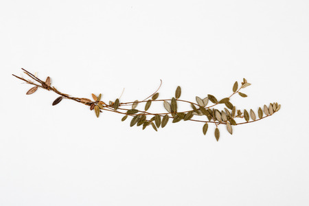 cranberry herbarium on white background.