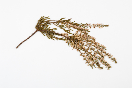 heather herbarium on white background.の写真素材