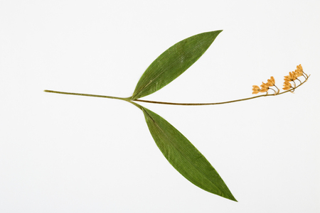 lily of the valley herbarium on white background.の写真素材
