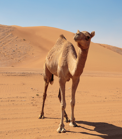 Camels in the desert Dubaiの写真素材