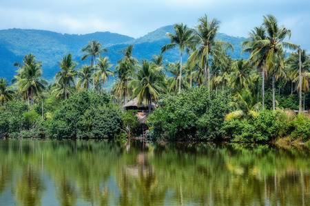Palm grove on the shore of a tropical Gulfの写真素材