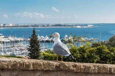 Seagull on the background of the old town in Cannesの写真素材