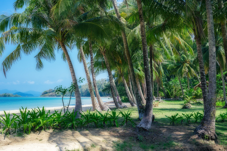 Coconut palm on a tropical sandy beachの写真素材