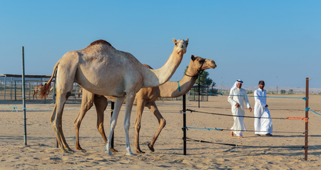 DUBAI, UAE - NOVEMBER 12, 2013: Arab men with a camel on a farmのeditorial素材