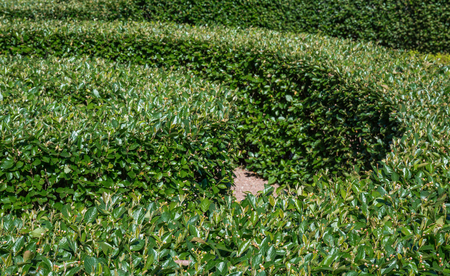 Garden with topiary in Russiaの写真素材
