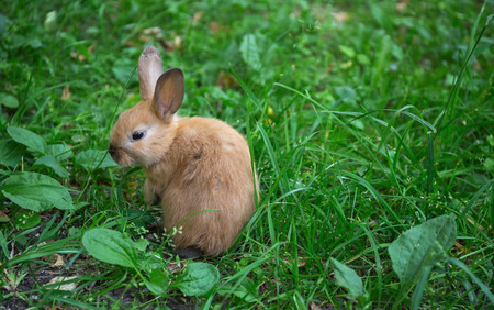 Decorative rabbits eating cucumber on the lawn