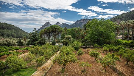 Alfabia Gardens on Tramuntana mountain, Mallorca, Balearic Islands, Spainの写真素材