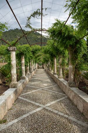 Alley in the Alfabia Gardens park on Tramuntana mountain, Mallorca, Balearic Islands, Spainの写真素材