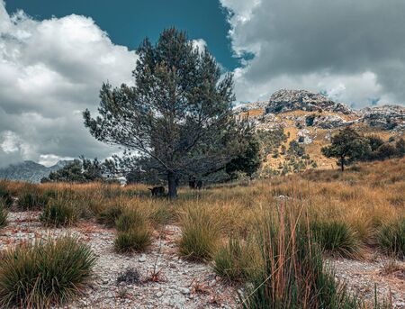 Valley in the mountains of Majorca, Spainの写真素材