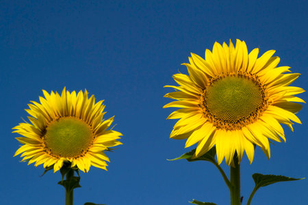 Two Sunflowersの写真素材