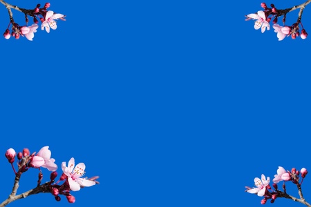 Blank vignette with spring blossom on blue sky backgroundの写真素材