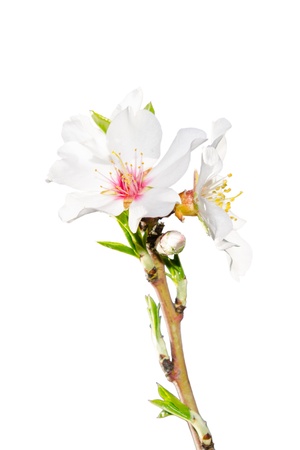 Spring blossoming branch with white flowers closeup isolateの写真素材