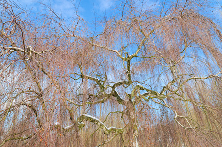 Naked birch tree in winter against the blue skyの写真素材