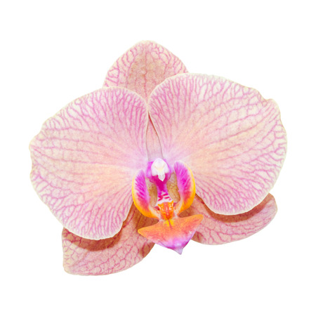 Close-up pink lilac orchid flower isolated on whiteの写真素材