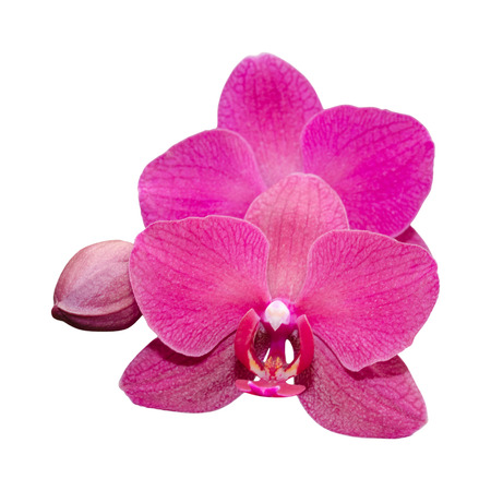Purple orchid flower with bud isolated on whiteの写真素材