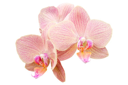 Romantic pink bunch of spring orchid flowers isolated on whiteの写真素材