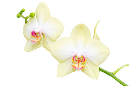 Elegant pastel beige orchid flowers small branch isolateの写真素材