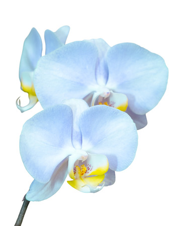 Small branch with blue orchids flowers isolated on whiteの写真素材