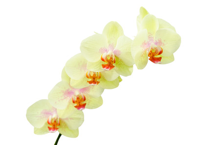 Pastel colored yellow green orchids flower isolateの写真素材