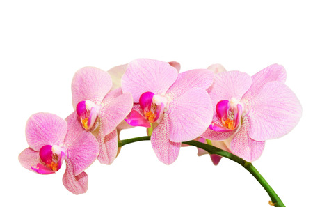 Romantic purity branch of spring pink spotted orchids isolated on whiteの写真素材