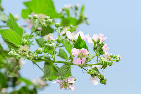Summer raspberry blossoming bush with purple flowers and lush leafage against clear blue skyの写真素材