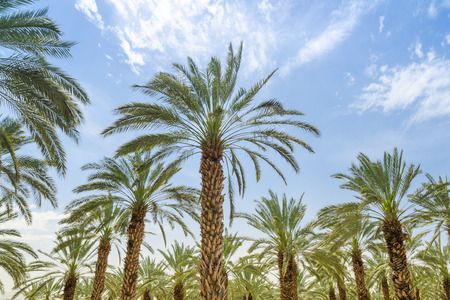 High figs date palm trees in Middle East orchard oasis middle of desert and lush leafage against blue skyの写真素材
