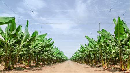 Road stretches to the horizon in palm orchard between banana trees rows plantations in Middle Eastの写真素材