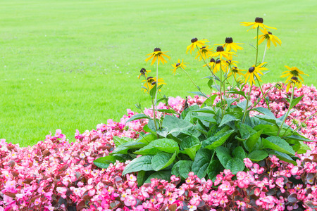 Floral angle wallpaper with pink and yellow flowers on the fresh green sward and free copy-space for your textの写真素材