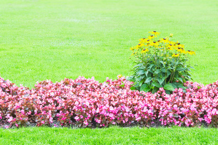 Background of yellow and pink flowers and fresh green lawn with free copyspace place for your textの写真素材