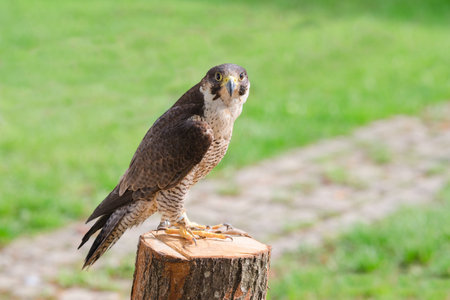 Tamed and trained for hunting fastest bird predator falcon or hawk perched on stump and staring into the camera lensの写真素材