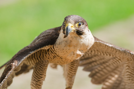 Small but fast predator wild bird falcon or hawk with spread wings close up shotの写真素材