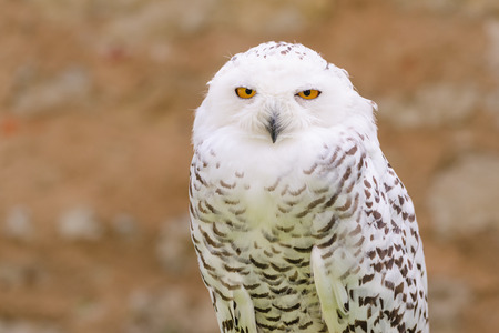 Portrait of wild silent raptor bird white snowy owl gazing at the camera lens with yellow eyesの写真素材