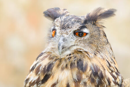 Bubo or eagle-owl bird quiet night hunter close up portrait against blurred backgroundの写真素材