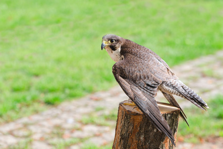 Wild falcon predator hawk fastest raptor bird of prey perched on stump and spread their wings against green grass with free copy-space area for textの写真素材