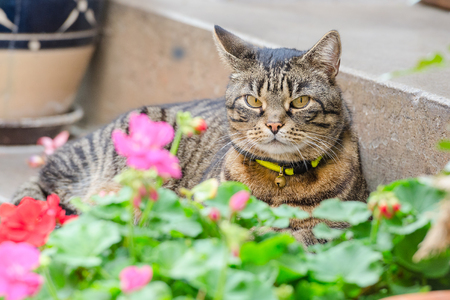 Grey tabby cat with collar and bell lying in the street on the steps of the porch near the houseの写真素材