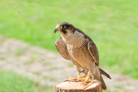 Trained and domesticated for hunt the fastest raptor bird hawk or falcon seated on stump with free copyspace placeの写真素材