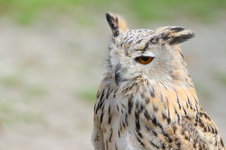 Night silent hunter horned owl with ear-tufts close-up portraitの写真素材