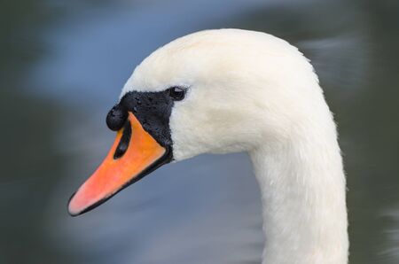 Head profile closeup single portrait of white graceful mute swan on the lake or pondの写真素材