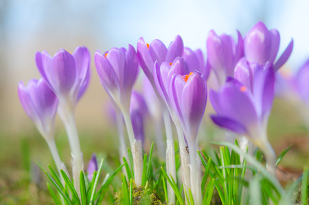 Fresh fragile beautiful first spring crocus blossoming pastel flowers on sunlit Alpine glade. Stock photo with soft focus small DOF and free copy-space place for your text.の写真素材