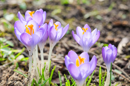 Vivid spring blooming crocuses or saffron sunlit flowers on sunny glade in Alpsの写真素材