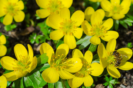 Small yellow spring blooming flowers and bee on sunlight Alpine gladeの写真素材