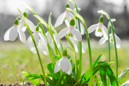First spring flowers backlit snowdrops on sunshine Alpine glade. Stock photo with shallow DOF and soft blurred desaturated background.の写真素材