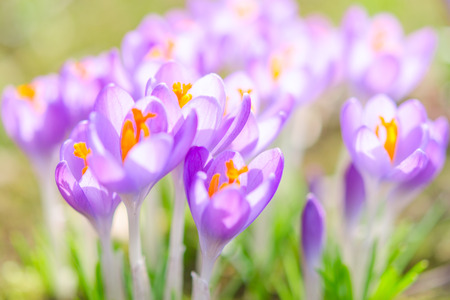 Fragile and gentle violet crocus spring flowers on Alpine bright sunny meadow. Stock photo with soft focus and shallow depth of field.の写真素材