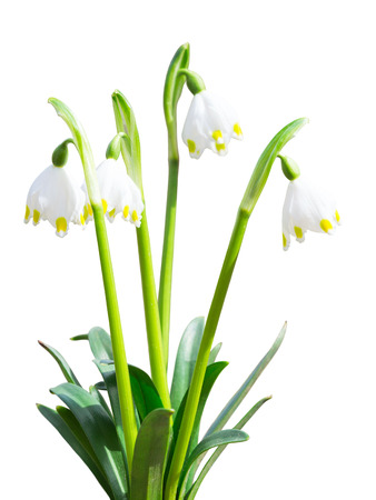 Leucojum snowdrops first white spring flowers with leafs isolatedの写真素材